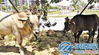 放牛吃瓜林天,探寻自然与生活的和谐共生