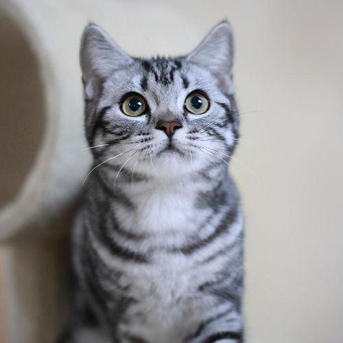 美短吃瓜,揭秘宠物界的欢乐时光