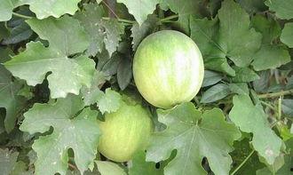 全瓜娄怎么吃,解锁美味新体验