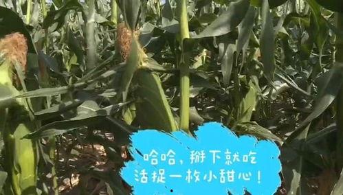 特别吃玉米瓜甜,玉米瓜的甜蜜诱惑