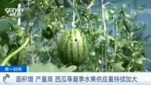 青城吃瓜群众,揭秘街头巷尾的热辣话题