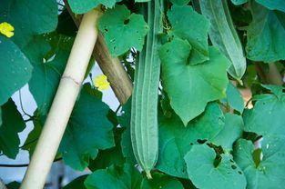 吃瓜尿酸,揭秘吃瓜背后的健康隐患