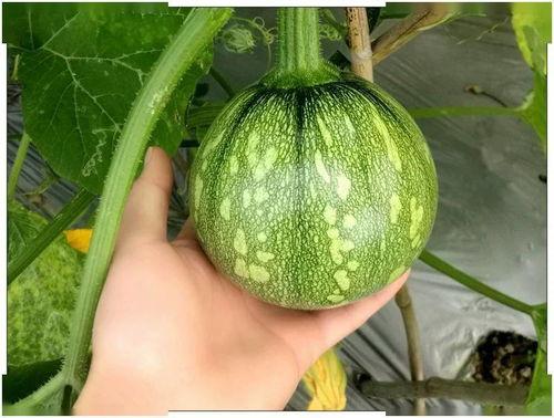 罗汉吃小瓜,一场舌尖上的奇幻之旅