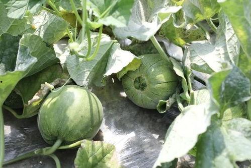 这是个吃瓜的季节,吃瓜群众狂欢季