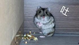 逆子吃瓜,揭秘娱乐圈的另类现象