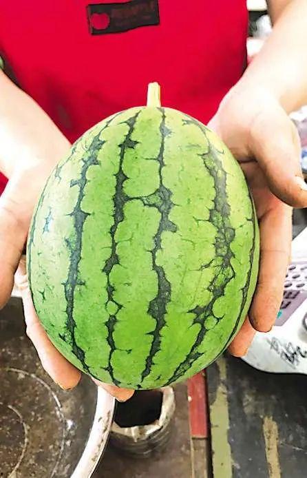 红树林青岛吃瓜,吃瓜休闲两不误的夏日好去处