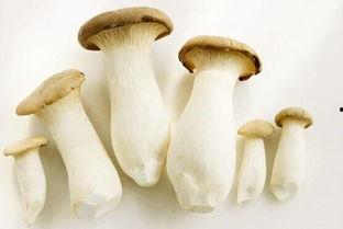 911吃瓜蘑菇,揭秘网络迷因背后的故事