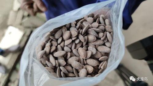 吃瓜怎么挣钱最快,揭秘最快赚钱的“瓜农”之道