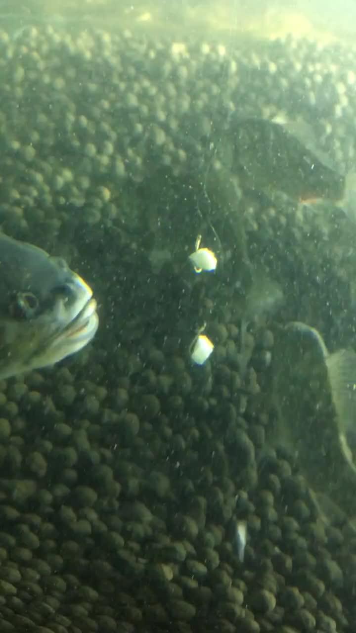 大鱼吃瓜视频,揭秘网络热点的幕后真相